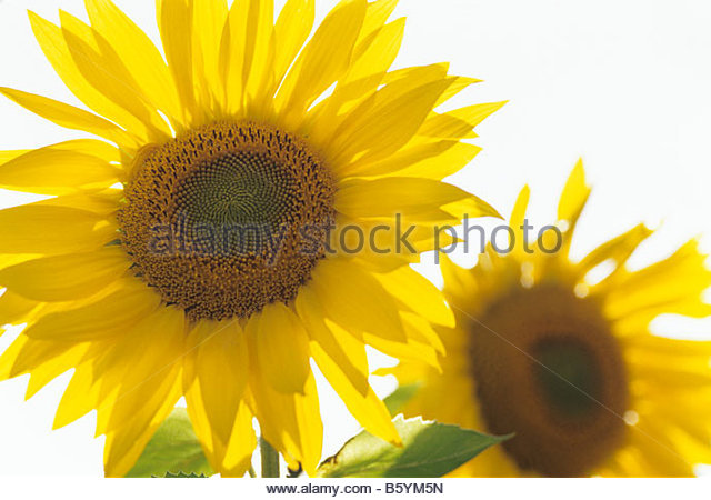 close-up-of-one-sunflower-in-a-field-of-sunflowers-snohomish-county-b5ym5n.jpg