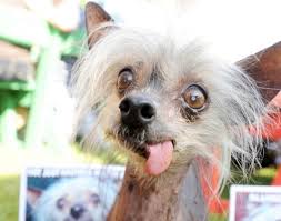 chinese crested 2.jpg