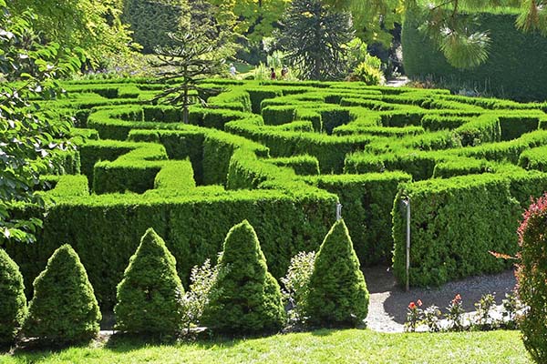 maze hedges love.jpg