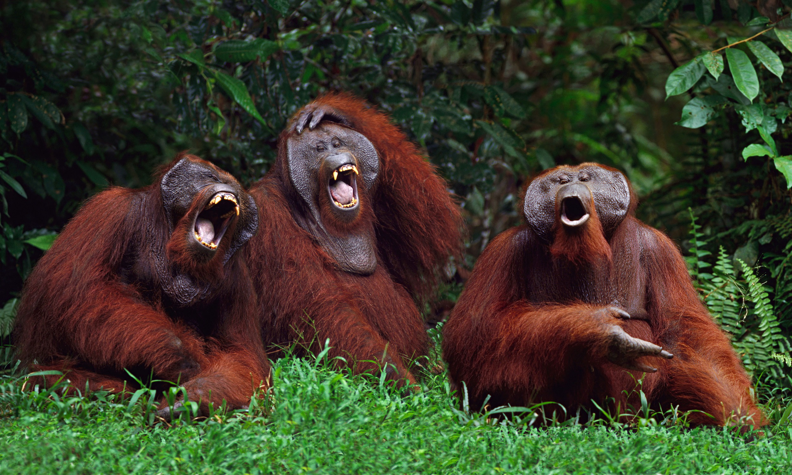 Orangutans-Laughing-014.jpg