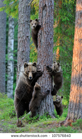 stock-photo-brown-bear-with-cubs-in-forest-bear-family-bear-cubs-with-mother-bear-107576840.jpg