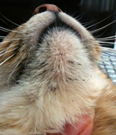 feline-acne2.jpg