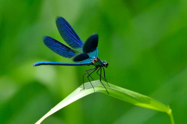 dragonflies_11612.jpg