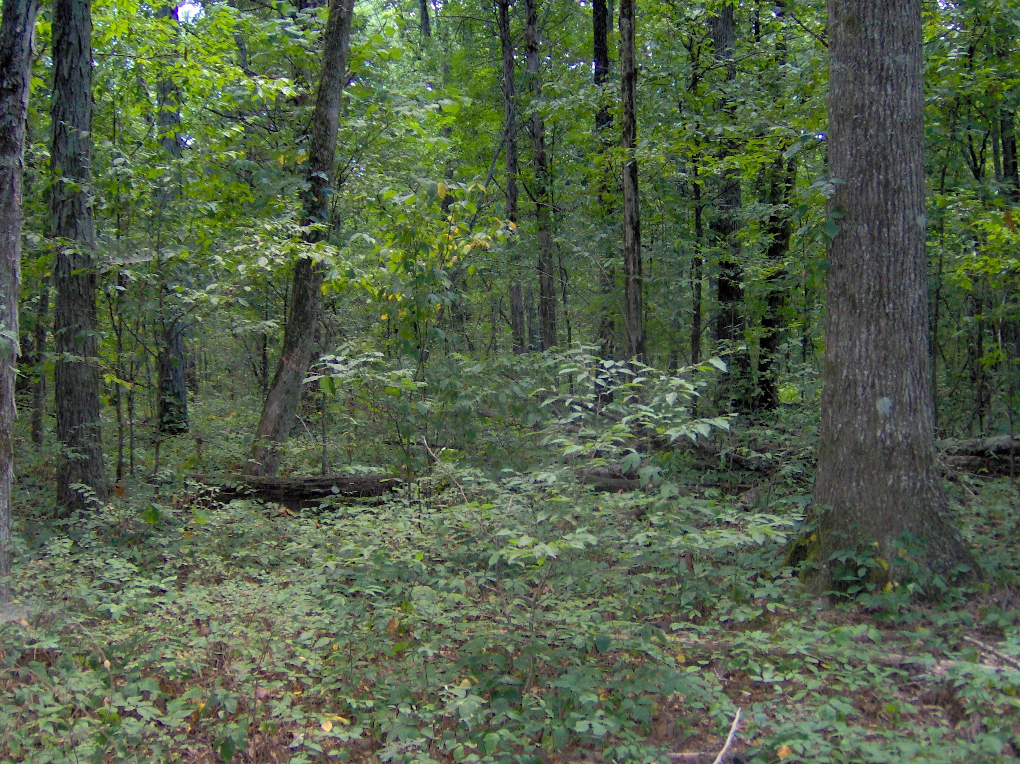 Oak-hickory-forest-col-tn1.jpg