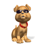 cool dog :cool_dog: :cool_dog: